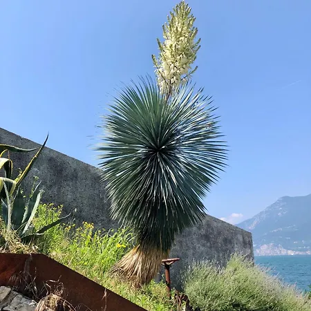 Sonja Villa *